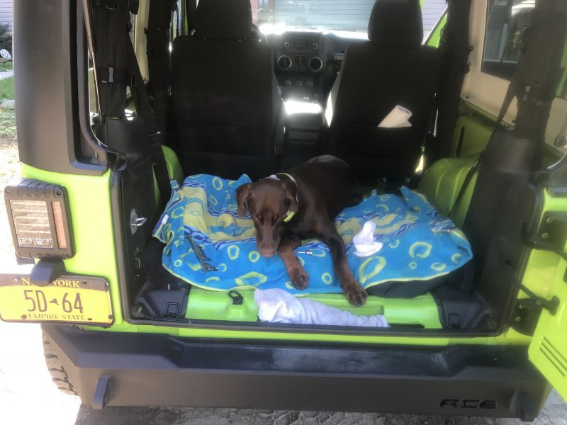 Dogs with Rear Seats Removed | Jeep Wrangler Forum