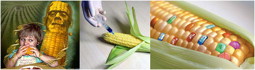 Children of the corn - widespread GMO modification of food staples