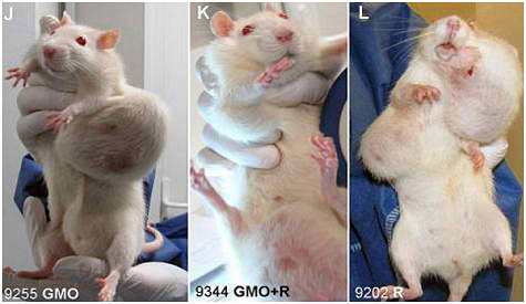 GMO tumors in rats