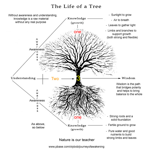 The life of a tree - knowledge, wisdom and understanding