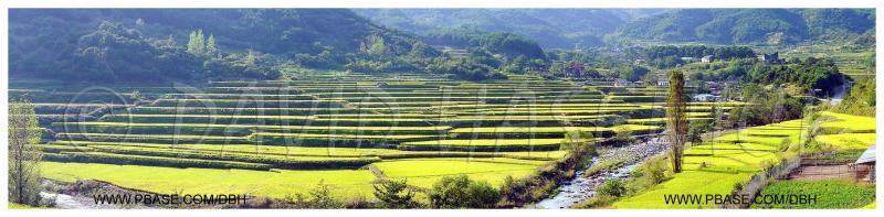 Terraced Rice Fields in Autumn