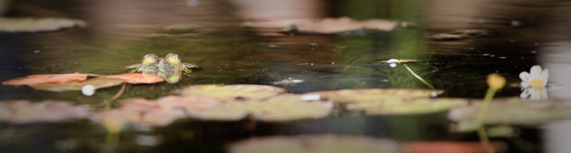 Image of a frog in a pond