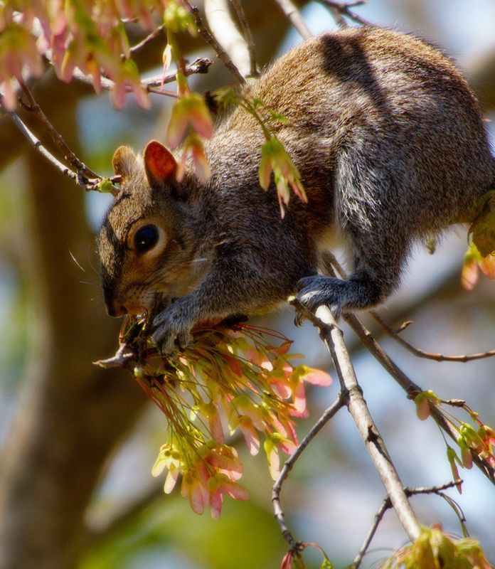 Squirrel munching on maple tree seeds