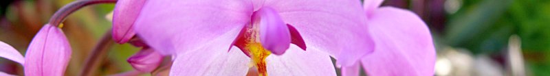 philippine ground orchid