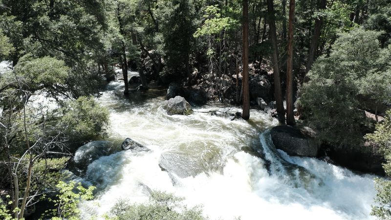 Rapids and trees standing in water (Yosemite)